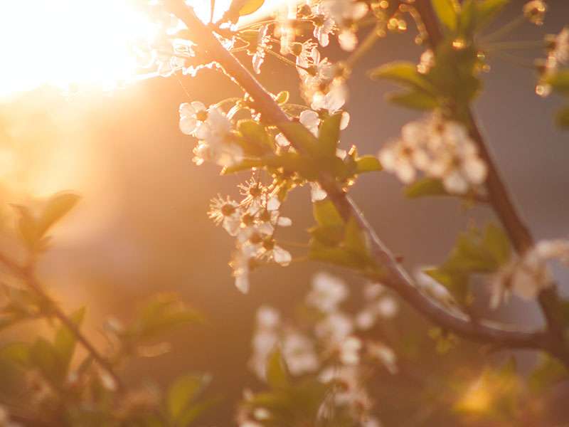 Titelbild_Pexels_Hrvoje-Abraham-Milicevic_800x600