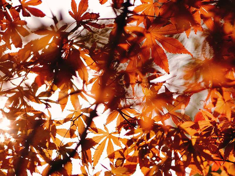 Titelbild_Pexels_RedLeaf_800x600