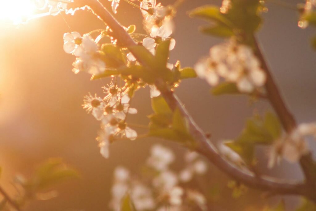 Blühender Zweig im Sonnenlicht