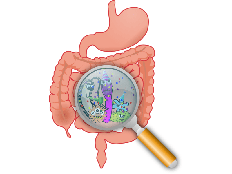Mikrobiom - Die Darmflora