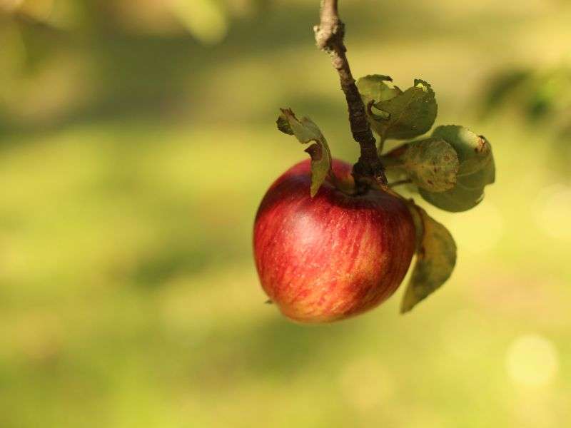 Apfel am Baum im Klostergarten (c) Natascha Zickbauer