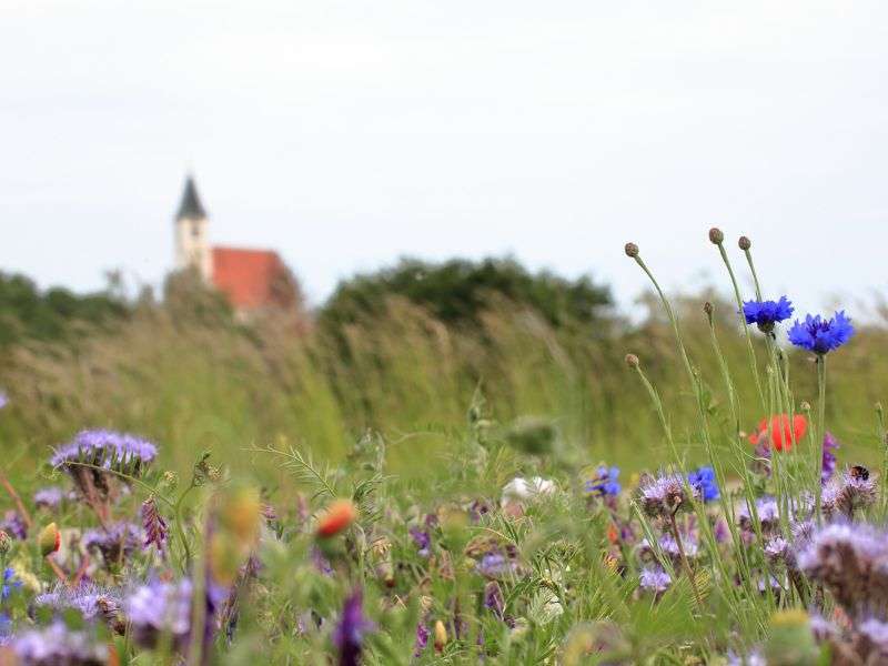 Mohnblumen mit Aussenansicht Kloster Pernegg