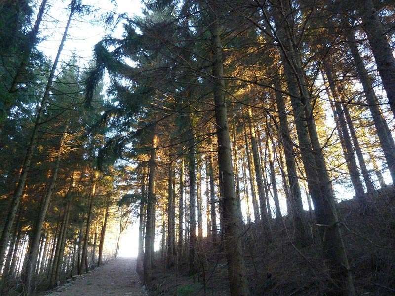 Wald bei Hochstrass