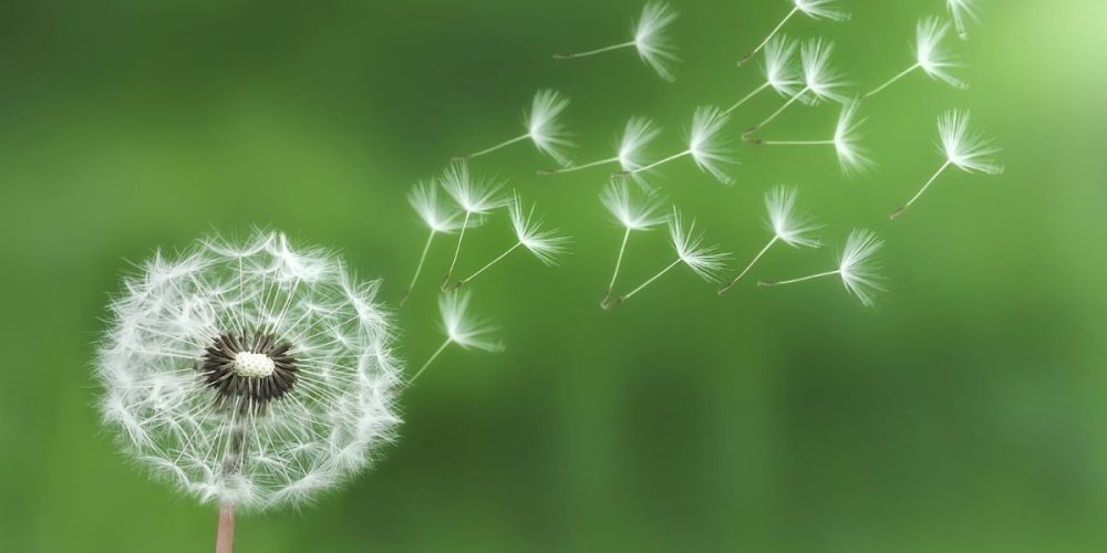 Löwenzahn wird vom Wind verweht